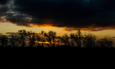 colorful sunrise on a windy morning with black tree silhouettes in the center of the picture