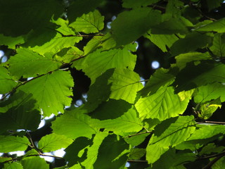 green leaves in the nature