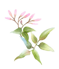 Clematis branch with pink buds hand drawn in watercolor isolated on a white background. Ideal for creating invitations, greeting cards. Floral illustration. Watercolor botanic element for arrangements