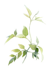 Curly twiggy clematis branch hand drawn in watercolor isolated on a white background. Ideal for creating invitations, greeting cards. Floral illustration. Watercolor botanic element for arrangements.
