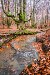 beautiful forest of otzarreta on autumn season
