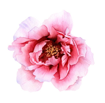 Picturesque full-blown pink peony hand drawn in watercolor isolated on a white background. Botanical illustration. Floral watercolor element.