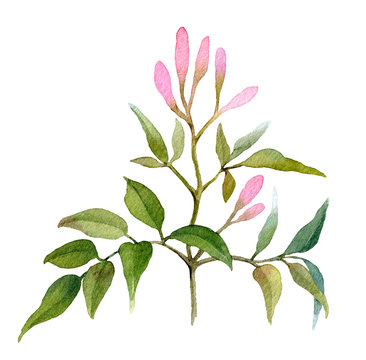Clematis branch with pink buds hand drawn in watercolor isolated on a white background. Ideal for creating invitations, greeting cards. Floral illustration. Watercolor botanic element for arrangements