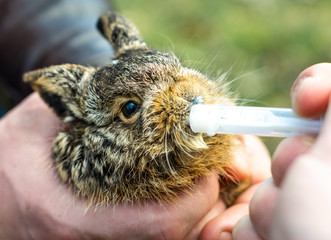 Feeding gray wild hare at home, syringe with milk closeup.