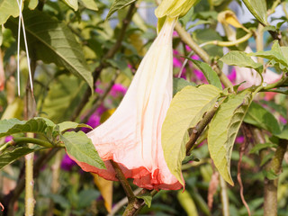 (Brugmansia x candida 'Rosea') Brugmansia rose ou Trompette des anges aux grandes feuilles...