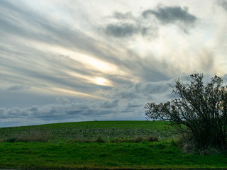 a simple landscape with a green cereal field and a beautiful sky