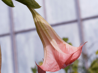 (Brugmansia x candida 'Rosea') Grande fleur pendante en corolle à rebords lobés et pointus de...