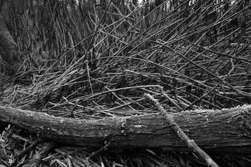 Weide Stamm Umwelt Textur