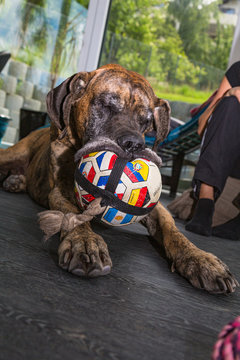Deutsche Dogge frisst Ball