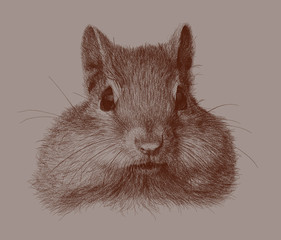 squirrel sketch illustration, Ink black and white animal illustration, Animal illustration.
