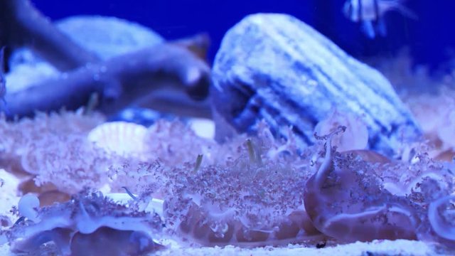 Upside-down jellyfish, underwater life at the seabed