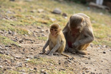 Obraz premium Baby Macaque under mum's supervision