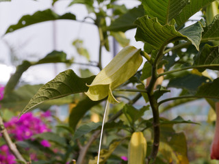 (Brugmansia x candida 'Rosea') Brugmansia rose ou Trompette des anges aux grandes feuilles nervurées et veloutées et aux grandes fleurs parfumées de couleur rose et blanc