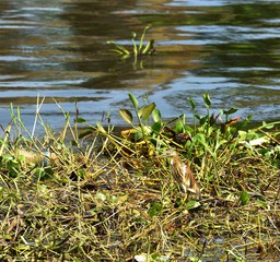 Indian Pond Heron on the floating water hyacinth