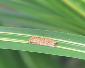 Obraz premium Female tree frog Mercurana myristicapalustris