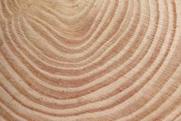 Cross section of tree trunk background and texture