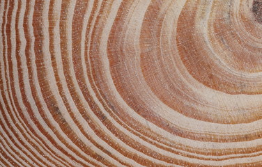 Cross section of tree trunk background and texture