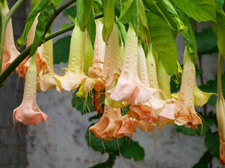(Brugmansia x candida 'Rosea') Grandes fleurs pendantes en corolle à rebords lobés et pointus de...