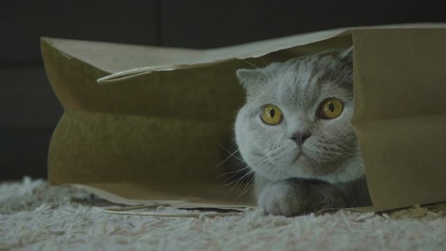 Cat sitting in paper bag. Zero waste. Big fluffy cat look funny. Cat after shopping look happy. Cute cat playing in paper bag.