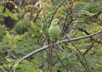 Rose ringed parakeet