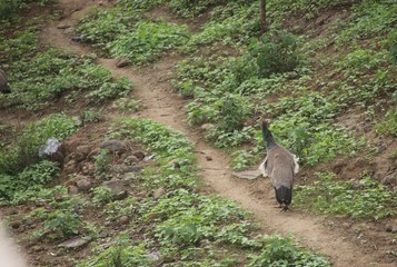 Peahen in forest