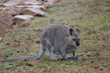 Macropus giganteus kangaroo in Australian Outback, Down under © Sarah