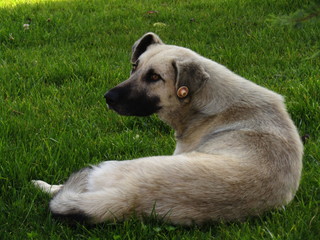 dog lying on the grass