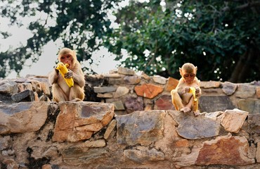 Young Macaque eating bananas on a wall