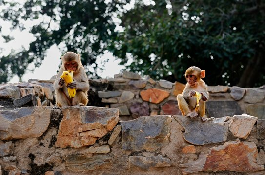 Young Macaque eating bananas on a wall