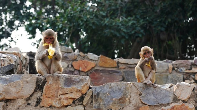 Young Macaque eating bananas on a wall