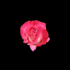 Beautiful pink rose isolated on a black background