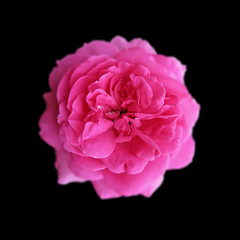 Beautiful pink rose isolated on a black background