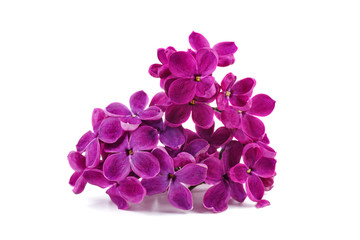 Fototapeta premium Purple lilac flowers isolated on white background