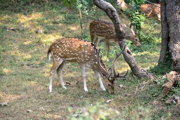 Naklejka na ściany i meble Male spotted deer feeding in the forest