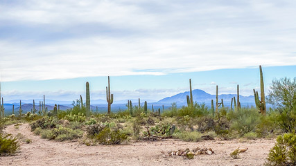Southwestern Desert View