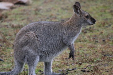 Macropus giganteus kangaroo in Australian Outback, Down under © Sarah