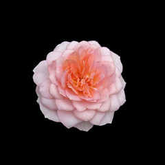 Beautiful pink rose isolated on a black background