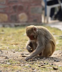 Macaque collecting seeds from the grass