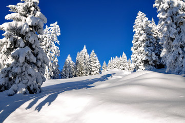 Schneelandschaft