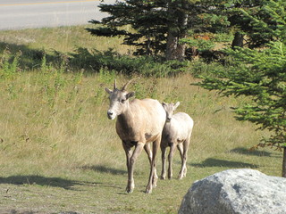 Obraz na płótnie Canvas The Sheep, Banff National Park, Alberta