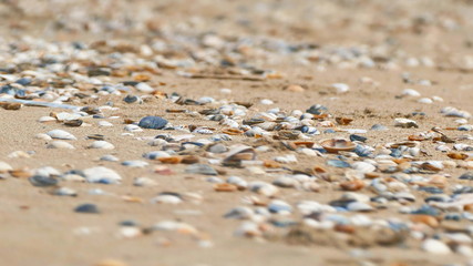Muscheln am Sandstrand, Muscheln an Meer, Muscheln an der Küste, 