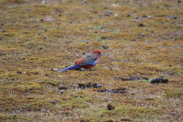 red blue parrot strolling around in dry grass, Australia, Down under