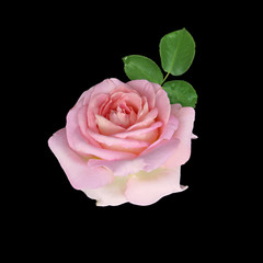 Beautiful pink rose isolated on a black background