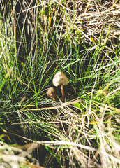 narcotic mushroom on a background of dry grass