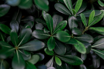 Fototapeta na wymiar green plant in the garden