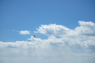 Sea gull in the sky