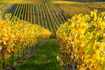 Obraz premium Multi colored vineyards near Bernkastel-Kues on river Moselle in autumn