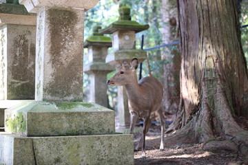 Nara Park in Nara Prefecture, Japan and the scenery of deer living in the park