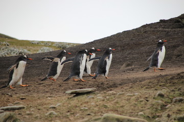 Laufende Pinguine am Strand - Falklandinseln Antarktis