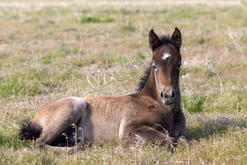 Obraz na płótnie Canvas Wild horse Foal in the Utah Desert